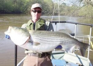 Kirk Rundle Temperate Bass (Family Moronidae) Diversity in North Carolina ...