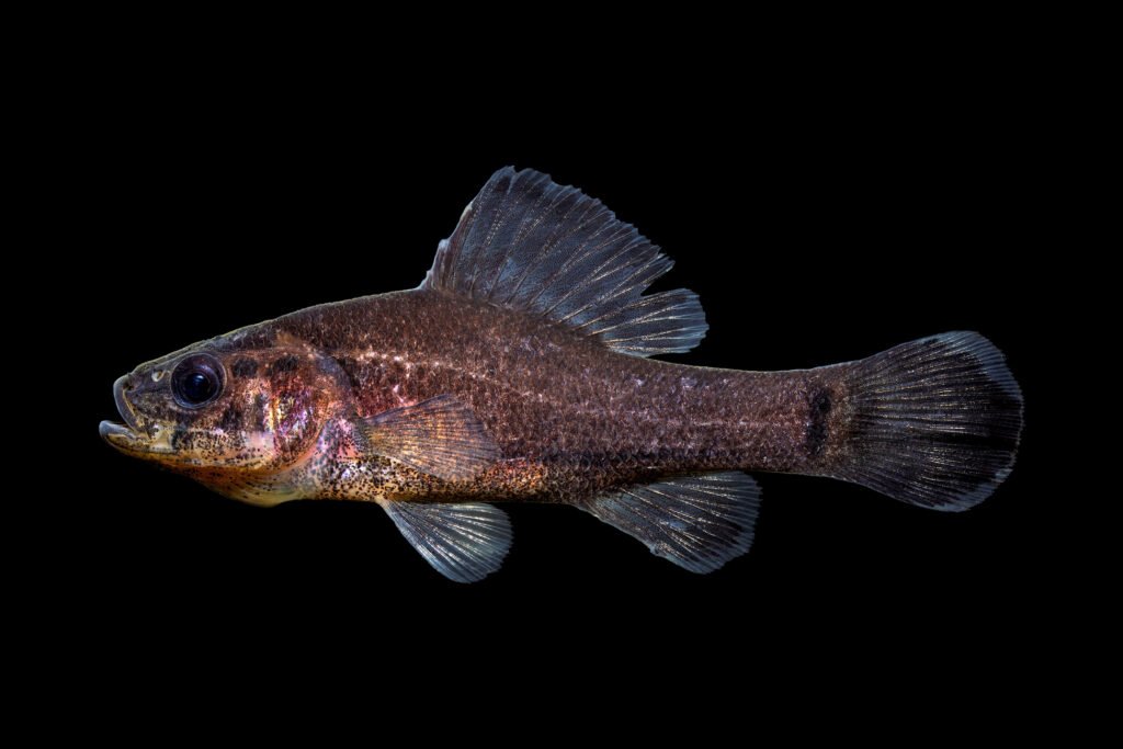 Aphredoderus ornatus » NCFishes.com