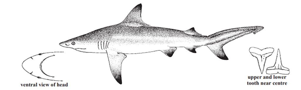 Carcharhinus limbatus