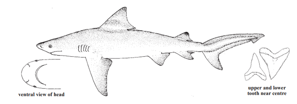 Carcharhinus leucas