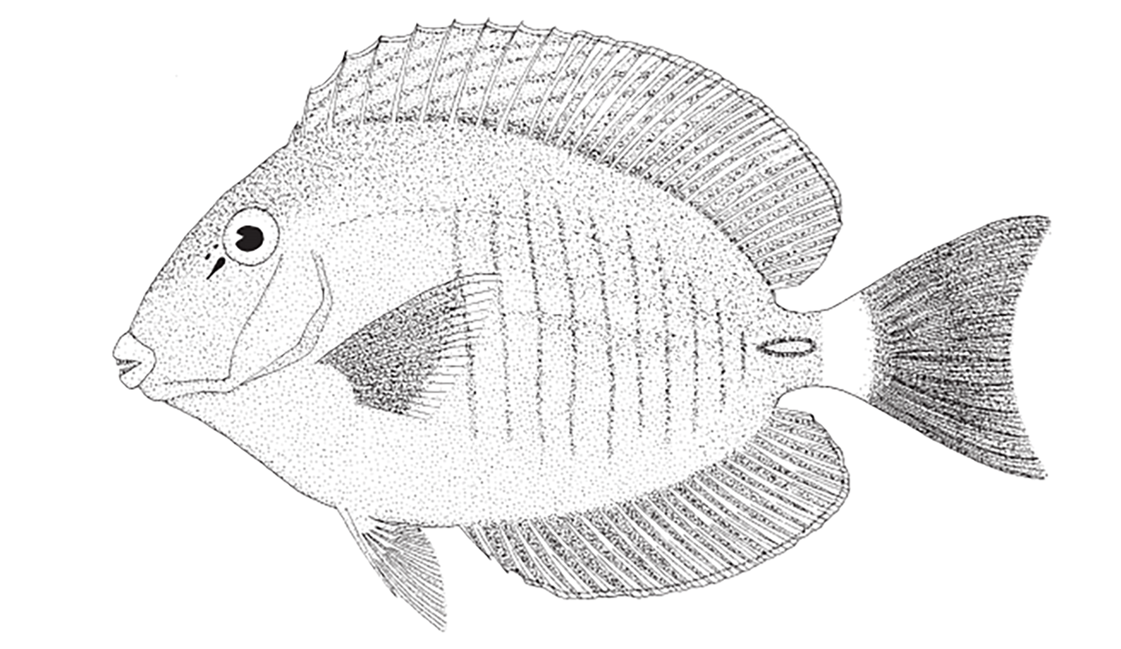https://ncfishes.com/wp-content/uploads/2021/02/Doctorfish-Acanthurus-chirurgus-Source-FAO-2002.png