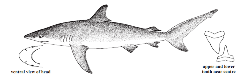 Carcharhinus obscurus