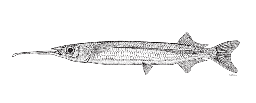 False Silverstripe Halfbeak - Hyporhamphus meeki Source: FAO 2002