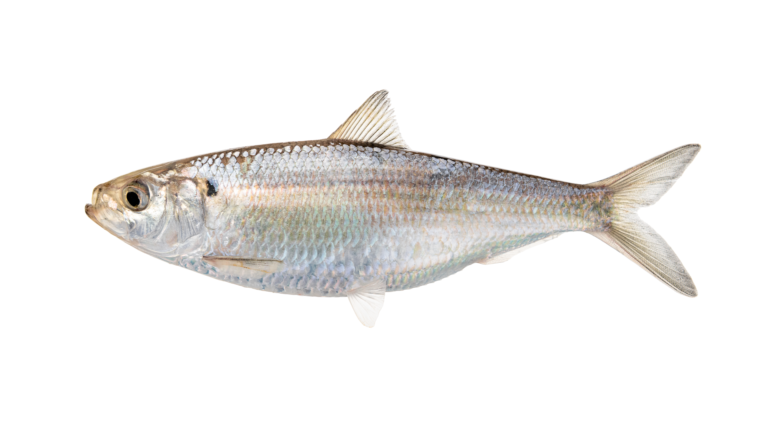 Alosa aestivalis » NCFishes.com