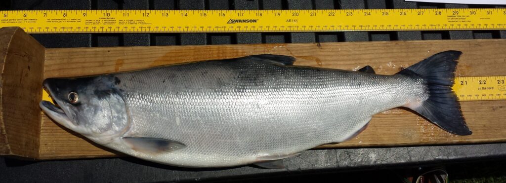 Sockeye Salmon (Kokanee) - Oncorhynchus nerka - Nantahala Lake - Photrograph courtesy of Jacob Rash, NCWRC