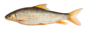 Moxostoma macrolepidotum - Shorthead Redhorse - Neuse River