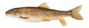 Catostomus commersonii, White Sucker