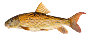 Moxostoma carinatum - River Redhorse - Oconaluftee River