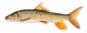 Moxostoma duquesnei - Black Redhorse - male - Oconaluftee River