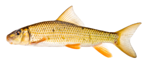 Moxostoma erythrurum - Golden Redhorse - female - Oconaluftee River