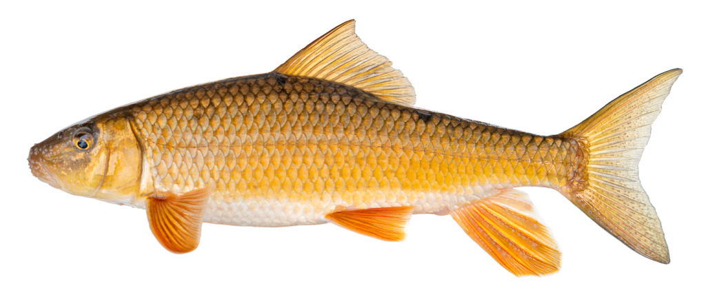 Moxostoma erythrurum - Golden Redhorse - male - Oconaluftee River