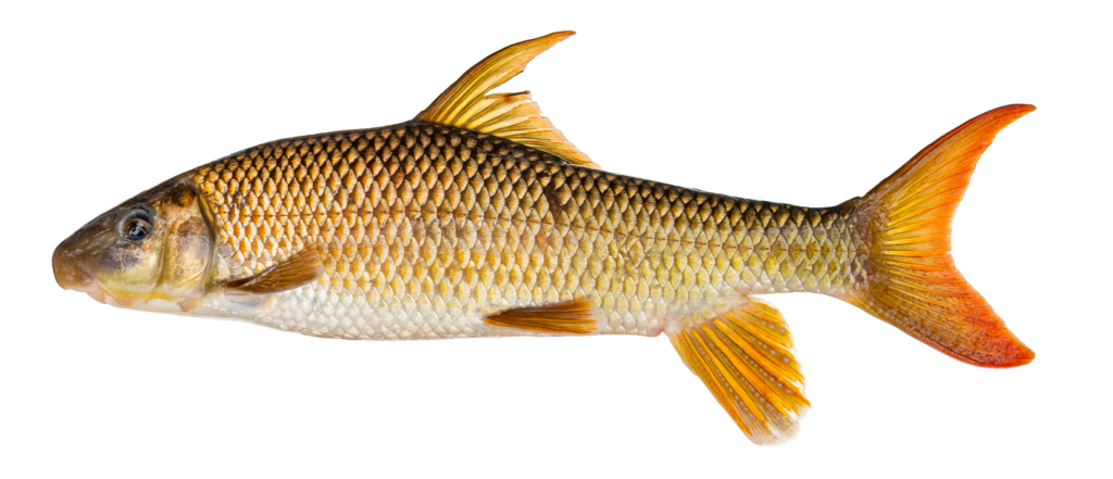 Moxostoma ugidatli - Sicklefin Redhorse - male - Oconaluftee River
