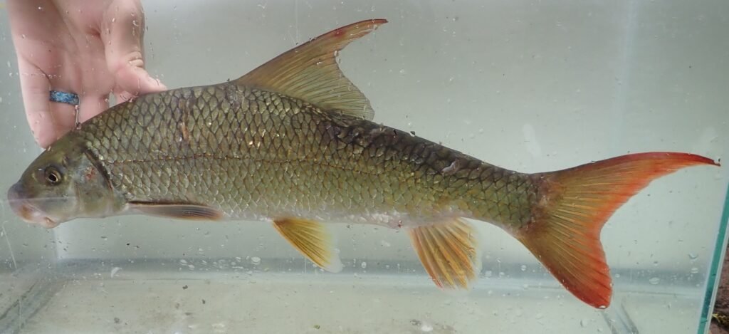 Moxostoma ugidatli - Sicklefin Redhorse - Photo Credit: Luke Etchison NCWRC