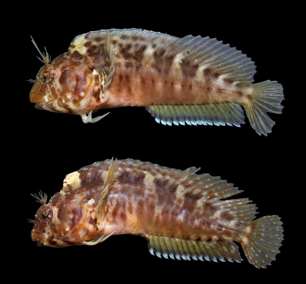 Hypleurochilus geminatus