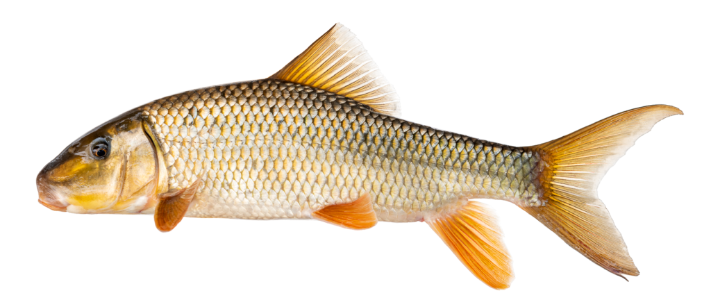 Moxostoma anisurum - Silver Redhorse - Oconaluftee River
