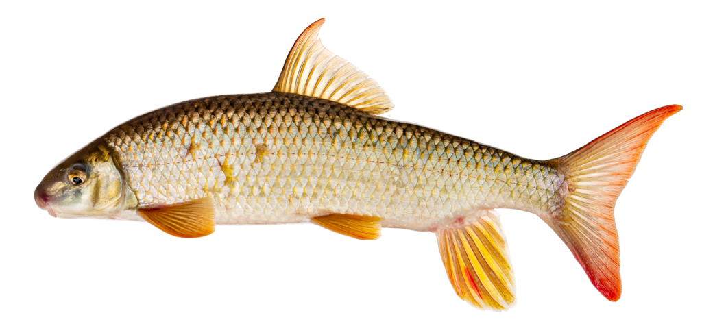 Moxostoma breviceps - Smallmouth Redhorse - Oconaluftee River