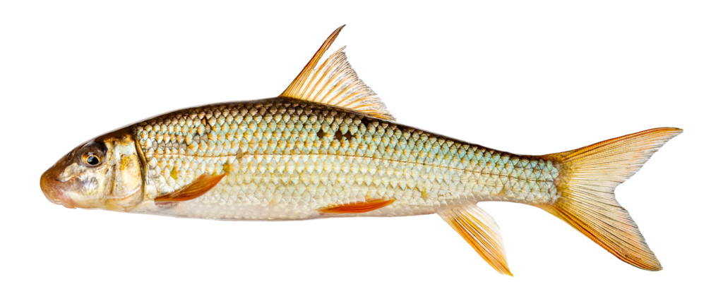Moxostoma breviceps - Smallmouth Redhorse - Oconaluftee River