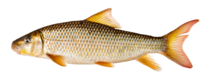 Moxostoma carinatum - River Redhorse - Oconaluftee River