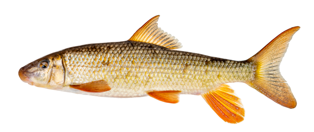 Moxostoma duquesnei - Black Redhorse - male - Oconaluftee River