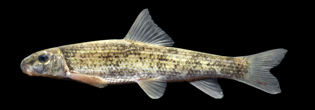 Moxostoma rupiscartes - Striped Jumprock - Second Broad River
