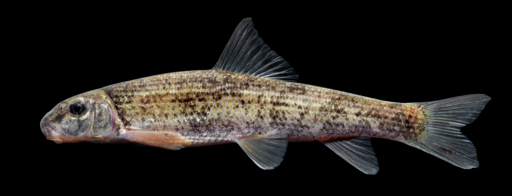 Moxostoma rupiscartes - Striped Jumprock - Second Broad River