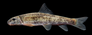 Moxostoma rupiscartes - Striped Jumprock - Second Broad River