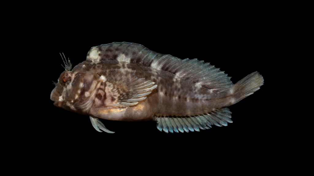 Hypleurochilus geminatus