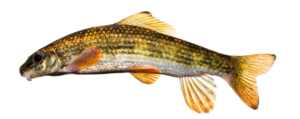 Moxostoma cervinum - Blacktip Jumprock - Neuse River basin