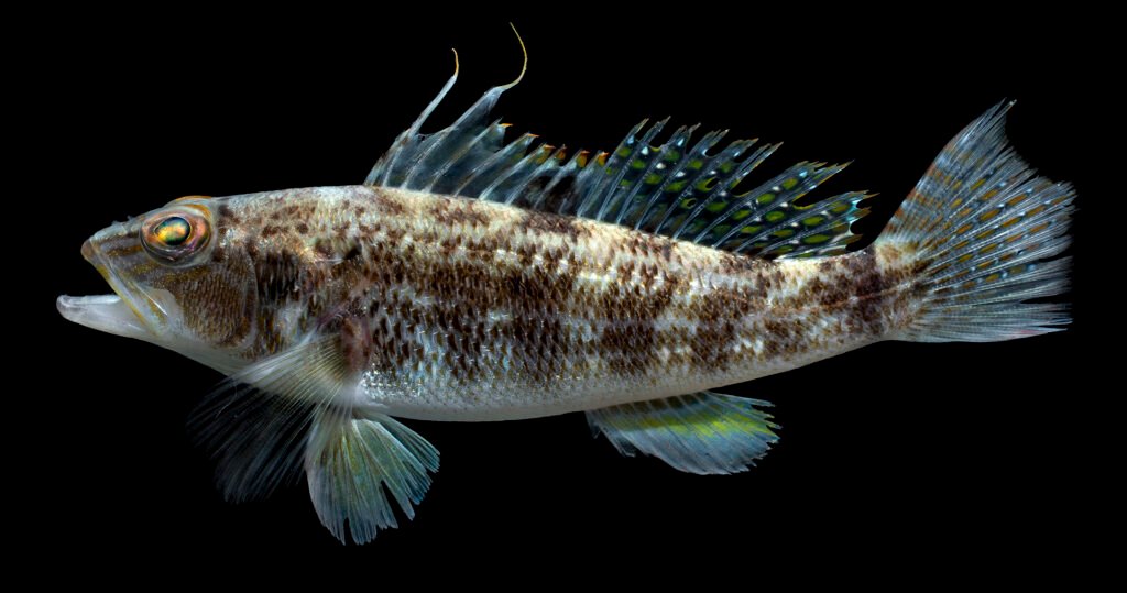 Centropristis philadelphica