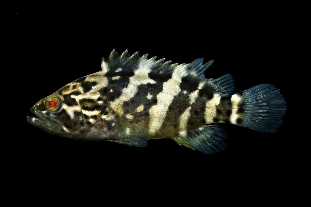 Epinephelus itajara