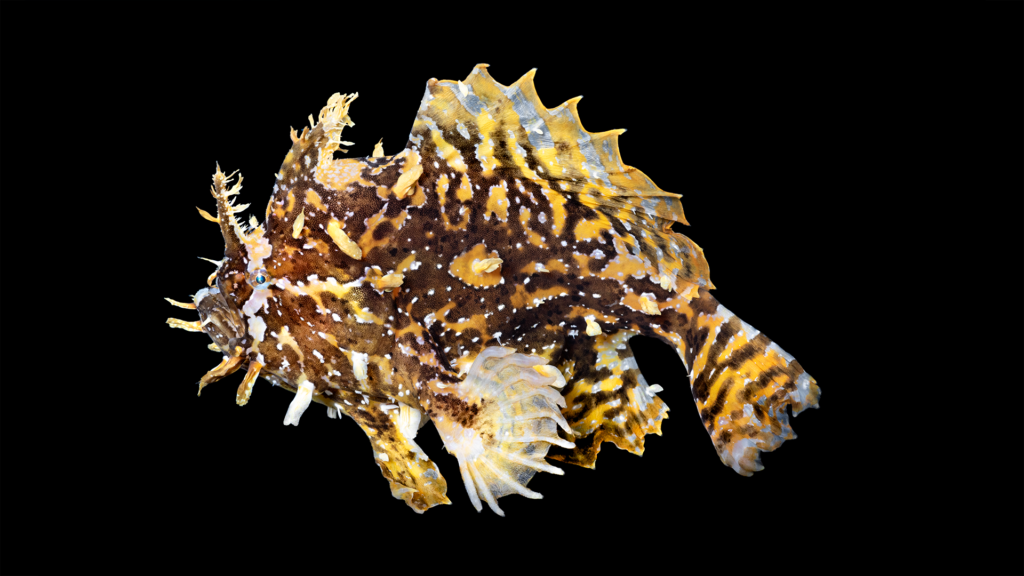 Histrio histrio
