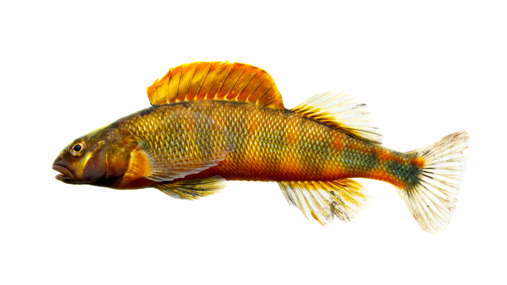 Percina versicolor, Russet Darter- Little Tennessee basin