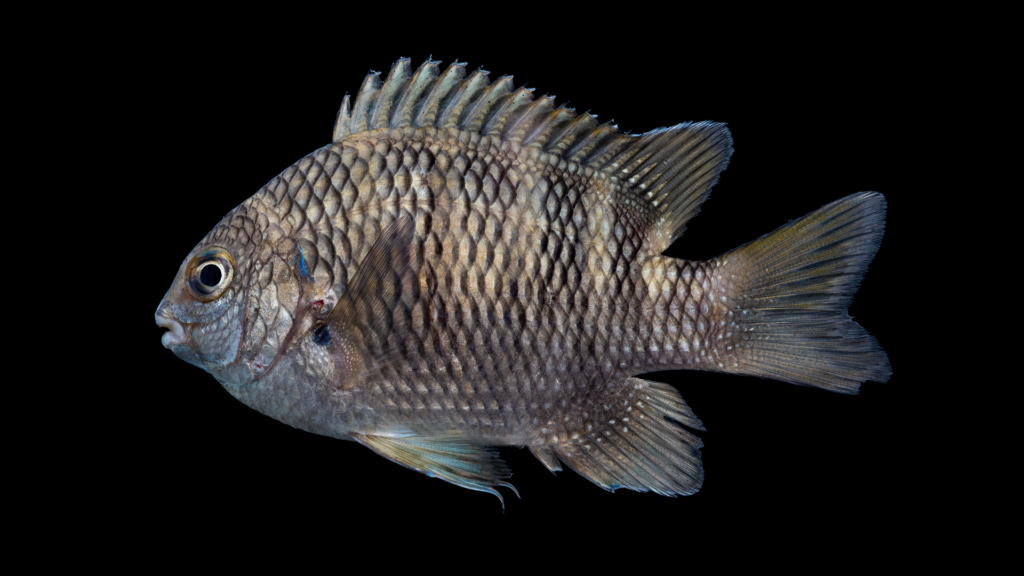 Abudefduf taurus