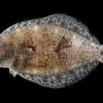 Citharichthys spilopterus