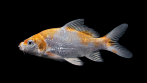 Cyprinus rubrofuscus, Koi, Dan River at SR 1416 (Flippin Road), Stokes County, NC, 28 September 2021. Total length = ~ 115 mm