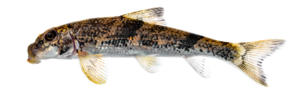 Hypentelium nigricans - Northern Hog Sucker - Dan River