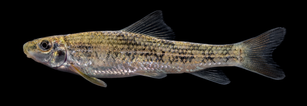 Moxostoma cervinum - Blacktip Jumprock - Dan River