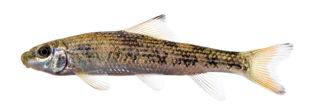 Moxostoma cervinum - Blacktip Jumprock - Dan River
