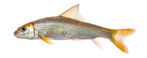 Moxostoma macrolepidotum - Shorthead Redhorse - Neuse