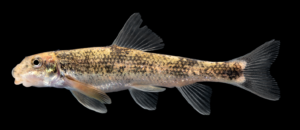 Thoburnia hamiltoni