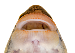 Thoburnia hamiltoni - Mouth