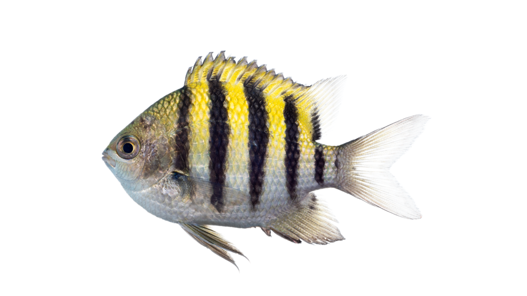Abudefduf saxatilis