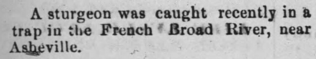 Sturgeon in the French Broad River, 1873; Raleigh News 1873