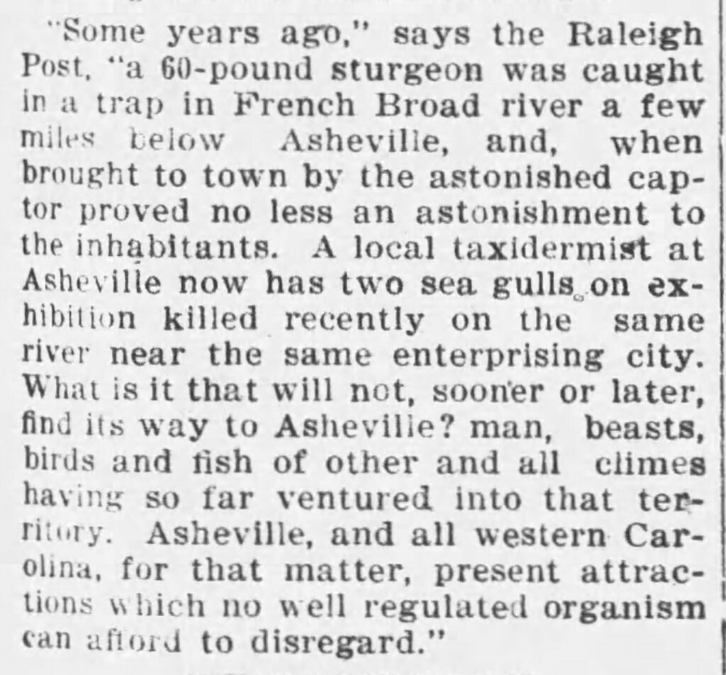 Sturgeon in the French Broad River; Semi-Weekly Citizen 1901
