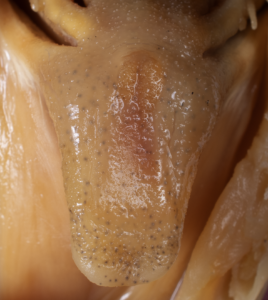 Morone chrysops, White Bass