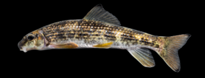 Moxostoma cervinum - Blacktip Jumprock