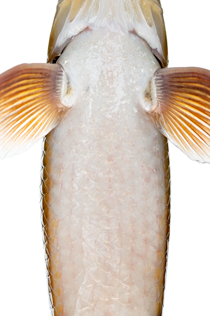 Moxostoma erythrurum - Golden Redhorse - Oconaluftee River - breast scalation