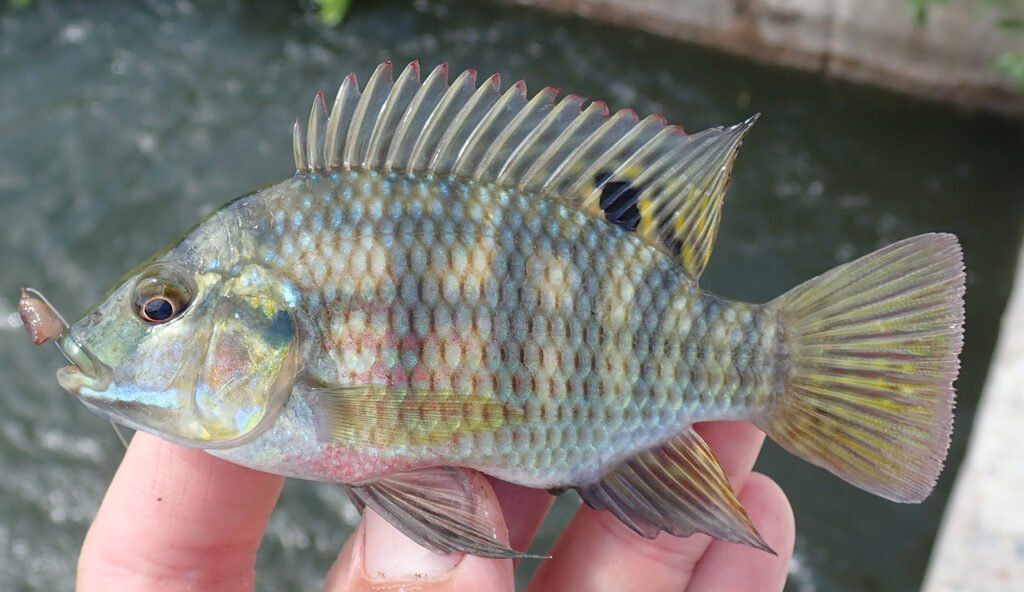 Oreochromis Aureus NCFishes Oreochromis Aureus NCFishes