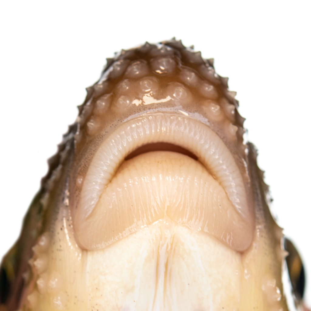 Moxostoma erythrurum - Golden Redhorse - lips - Oconaluftee River