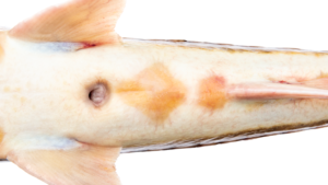 Acipenser brevirostrum - anal scute